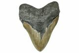 Serrated, Fossil Megalodon Tooth - North Carolina #331083-1